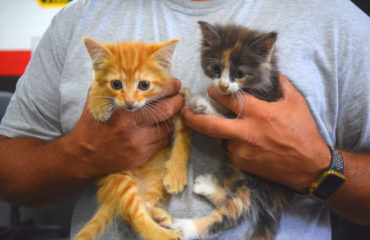 Firefighters Rescue Two Kittens